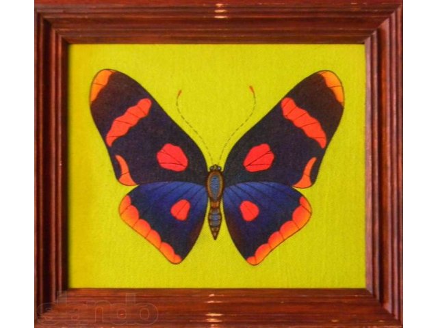 Экспозиционное количество бабочек-картин в городе Анапа, фото 1, Живопись