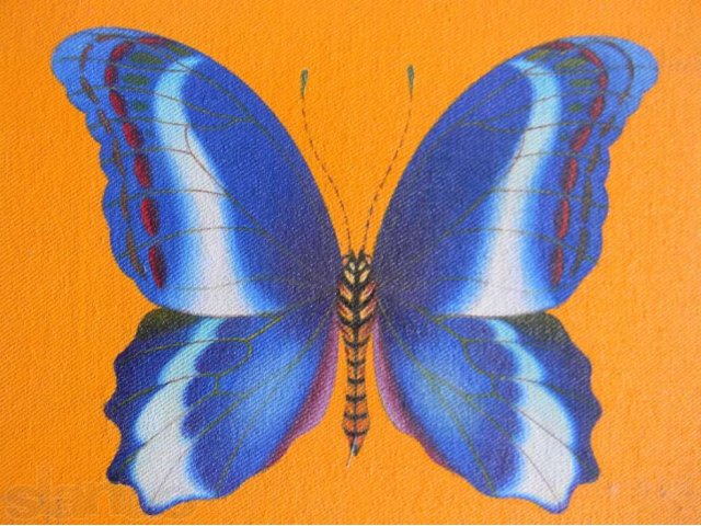 Экспозиционное количество бабочек-картин в городе Анапа, фото 4, Живопись