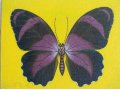 Экспозиционное количество бабочек-картин в городе Анапа, фото 3, Живопись