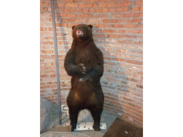 Продам чучело медведя в городе Томск, фото 1, Другое