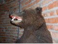 Продам чучело медведя в городе Томск, фото 2, стоимость: 50 000 руб.