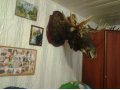Продам чучело лося в городе Иваново, фото 1, Ивановская область