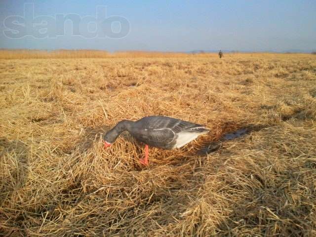 чучело гуся белолобого в городе Новосибирск, фото 1, Охота, рыбалка, активный отдых