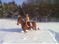 Верховые прогулки на лошадях по зимнему лесу в городе Смоленск, фото 2, стоимость: 300 руб.