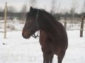 Конные прогулки во Владимирской области в городе Юрьев-Польский, фото 1, Владимирская область