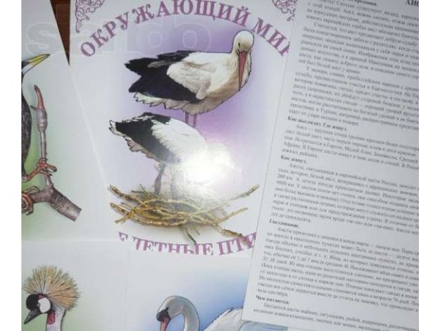 Вохринцева С.В. Дидактический материал в городе Екатеринбург, фото 3, Свердловская область