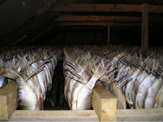 Тарань вяленая в городе Батайск, фото 2, Мясо и рыба