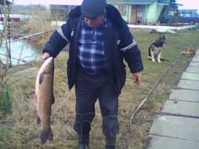 продаю прудовую рыбу в городе Минеральные Воды, фото 2, Ставропольский край