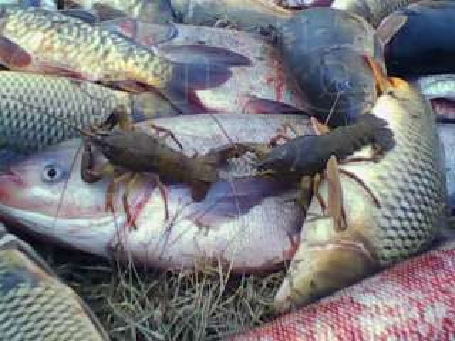 продаю прудовую рыбу в городе Минеральные Воды, фото 5, Ставропольский край