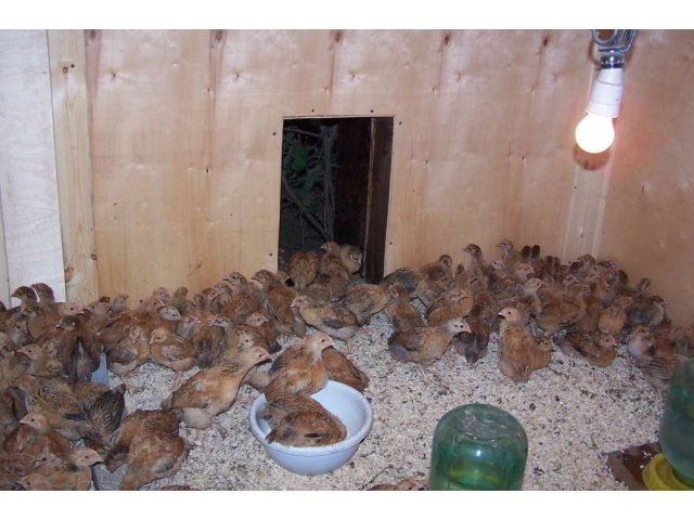 Деревенские ПРОДУКТЫ: Куры, цыплята, перепела, диетическое яйцо в городе Мытищи, фото 3, стоимость: 0 руб.