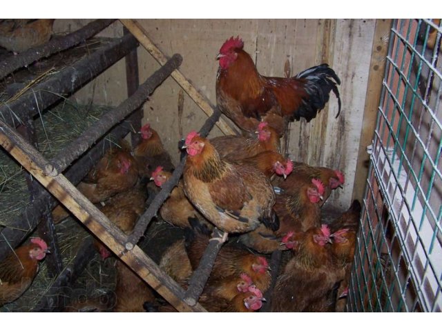 Деревенские ПРОДУКТЫ: Куры, цыплята, перепела, диетическое яйцо в городе Мытищи, фото 5, Московская область