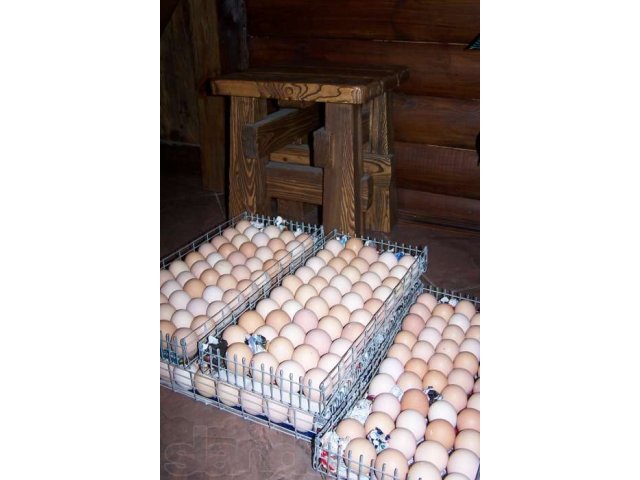 Деревенские ПРОДУКТЫ: Куры, цыплята, перепела, диетическое яйцо в городе Мытищи, фото 6, стоимость: 0 руб.