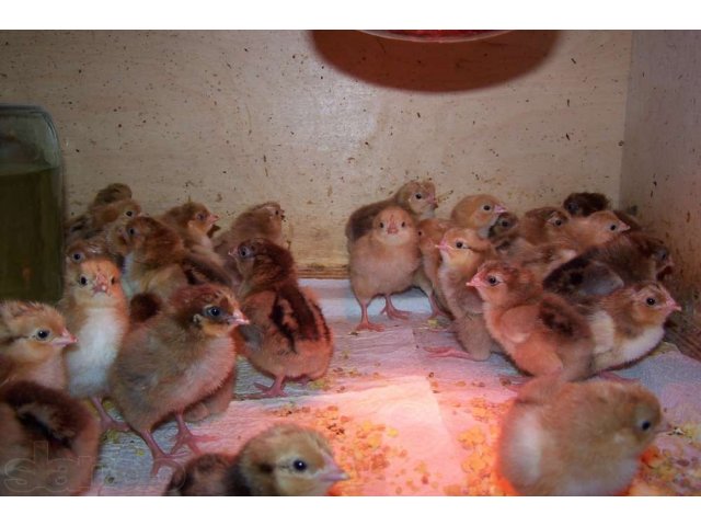 Деревенские ПРОДУКТЫ: Куры, цыплята, перепела, диетическое яйцо в городе Мытищи, фото 7, Мясо и рыба