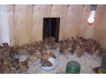 Деревенские ПРОДУКТЫ: Куры, цыплята, перепела, диетическое яйцо в городе Мытищи, фото 3, Мясо и рыба