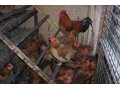Деревенские ПРОДУКТЫ: Куры, цыплята, перепела, диетическое яйцо в городе Мытищи, фото 5, стоимость: 0 руб.