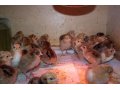 Деревенские ПРОДУКТЫ: Куры, цыплята, перепела, диетическое яйцо в городе Мытищи, фото 7, Московская область