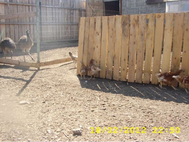 курочки молодки 100 дней,цыплята в городе Новосибирск, фото 2, стоимость: 0 руб.