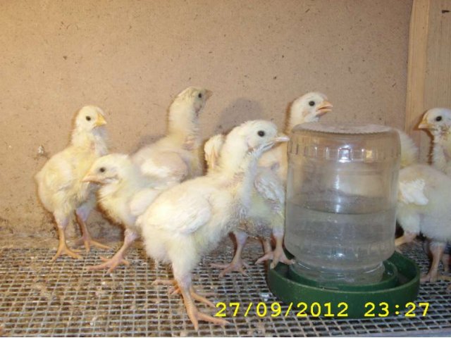 курочки молодки 100 дней,цыплята в городе Новосибирск, фото 5, стоимость: 0 руб.