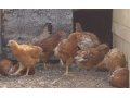 курочки молодки 100 дней,цыплята в городе Новосибирск, фото 6, Птица и яйца