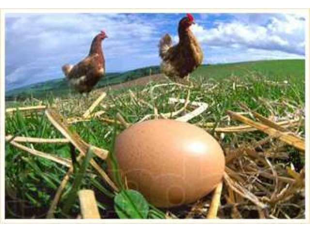 Яйцо куриное,домашнее. в городе Хабаровск, фото 1, Птица и яйца