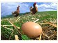 Яйцо куриное,домашнее. в городе Хабаровск, фото 1, Хабаровский край