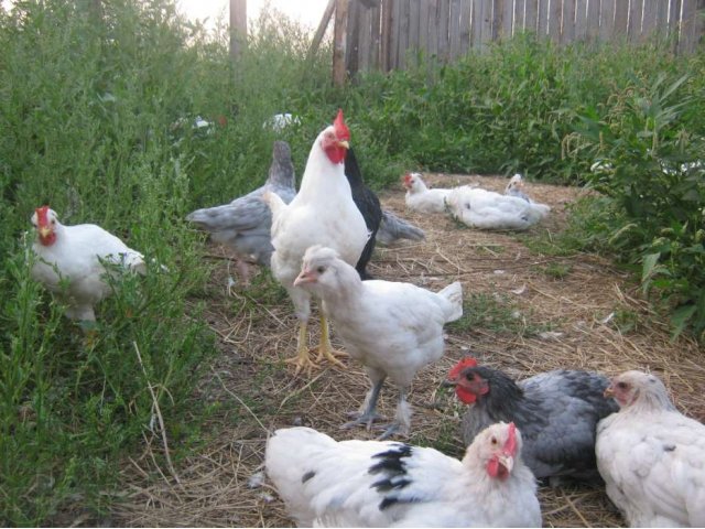 Инкубационное яйцо в городе Тюмень, фото 1, Птица и яйца