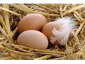 Яйцо куриное домашнее в городе Ростов-на-Дону, фото 1, Ростовская область