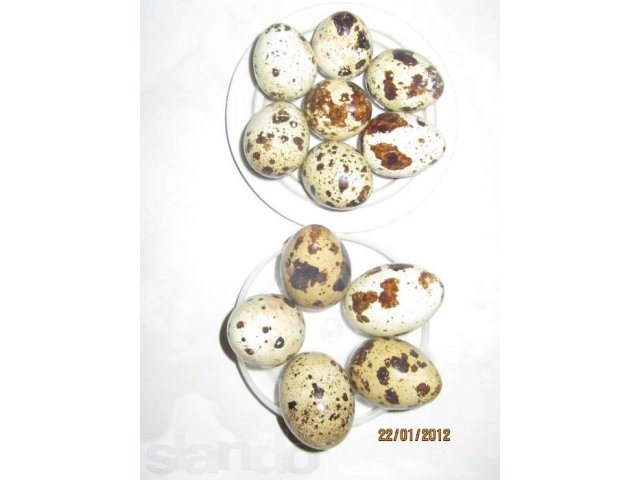 Продам перепелов в городе Пенза, фото 2, Птица и яйца