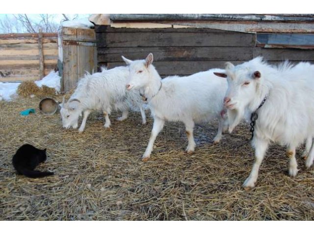 Козье молоко из первых рук в городе Омск, фото 1, стоимость: 0 руб.