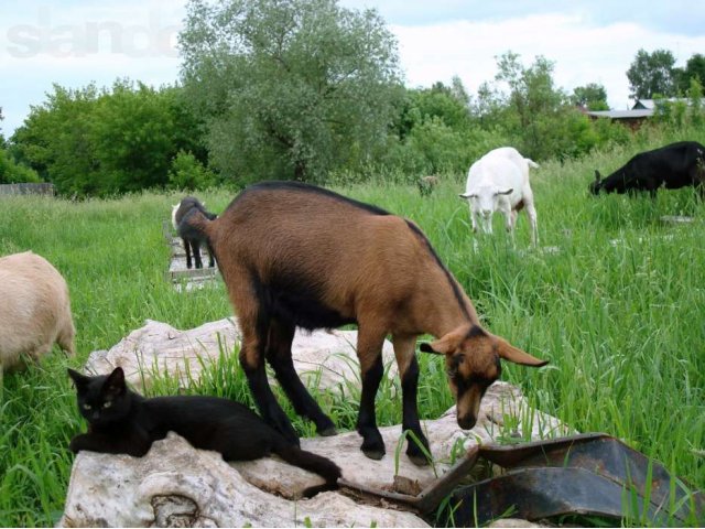 козье молоко в городе Барнаул, фото 2, Алтайский край