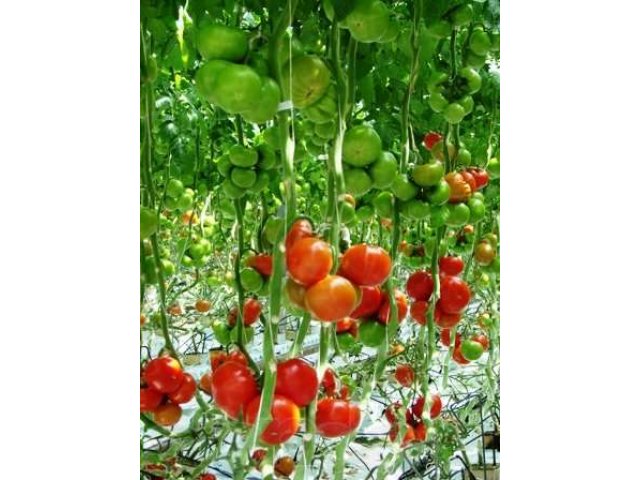 Продам огурцы и томаты,производство РБ в городе Мытищи, фото 2, Московская область