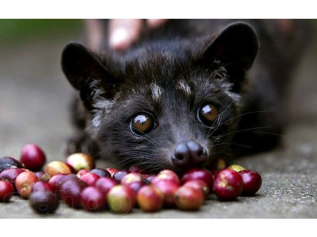 Coffee LUWAK (Кофе Лювак (Лувак) в городе Иркутск, фото 3, Иркутская область