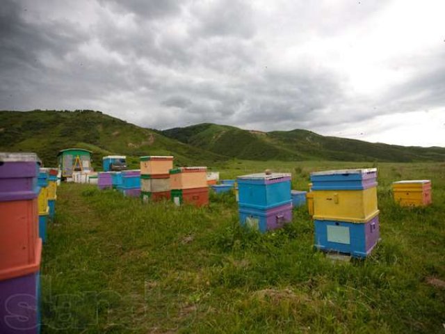 Продаём горный мёд из Киргизии - 2012г. в городе Москва, фото 6, стоимость: 0 руб.