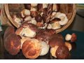 Продаю сушеные белые грибы в городе Северодвинск, фото 1, Архангельская область