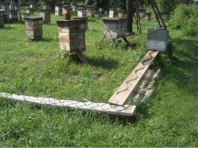 Алтайский мёд, оптом во флягах, со своей пасеки. в городе Новосибирск, фото 2, Прочие продукты питания