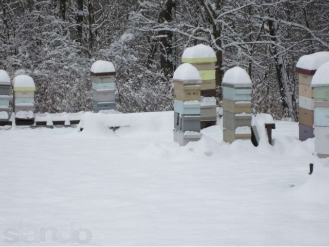 Цветочный, донниковый и гречишный мед в городе Стерлитамак, фото 2, Башкортостан