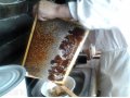 Настоящий горно-алтайский мед! в городе Северск, фото 1, Томская область