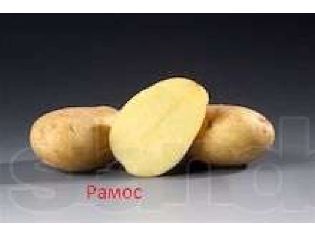 Семенной картофель голландско-немецкой селекции в городе Саратов, фото 2, Для сельского хозяйства
