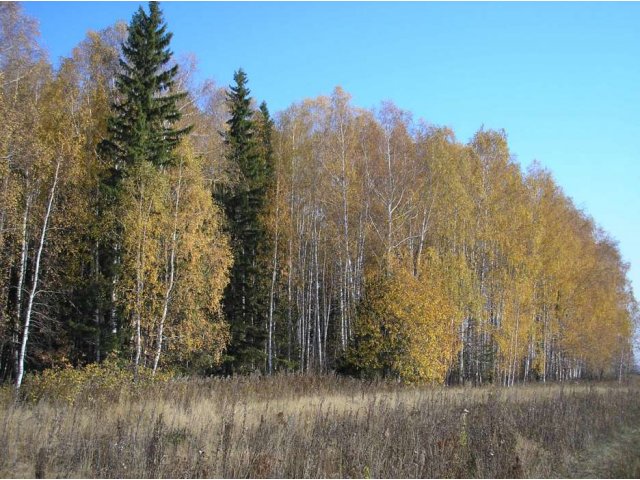 Уголь древесный в городе Екатеринбург, фото 1, стоимость: 0 руб.