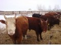 Продается фермерское хозяйство в с. Плеханово в городе Липецк, фото 1, Липецкая область