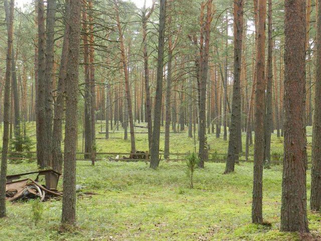 Продается 3 га соснового бора на 1 линии р. Волга в городе Тверь, фото 2, Прочий бизнес