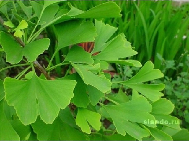 Сушеные листья Гинкго билоба(ginkgo biloba) в городе Казань, фото 1, стоимость: 0 руб.