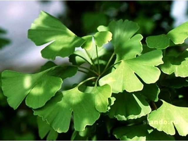 Сушеные листья Гинкго билоба(ginkgo biloba) в городе Казань, фото 3, Татарстан