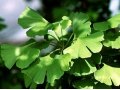 Сушеные листья Гинкго билоба(ginkgo biloba) в городе Казань, фото 3, Сетевой маркетинг