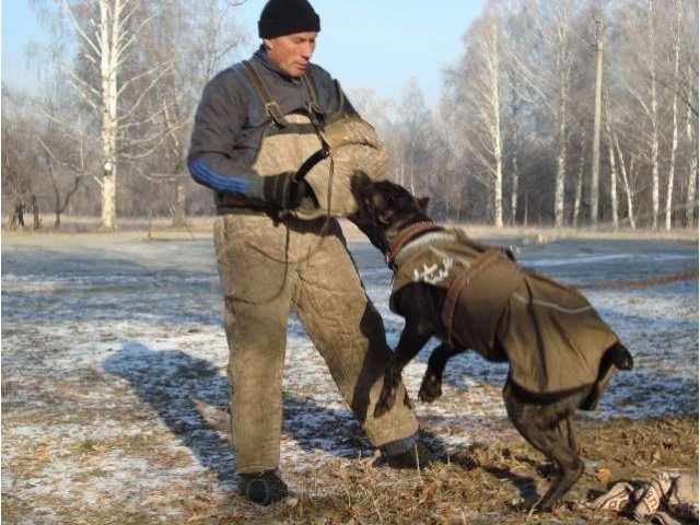 Кобель для вязки Кане корсо в городе Новокузнецк, фото 3, Кемеровская область