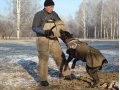 Кобель для вязки Кане корсо в городе Новокузнецк, фото 3, Обмен