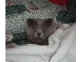 Предлогаю для вязки шотландского вислоухого (Scottish Fold) котика в городе Юрга, фото 3, Обмен