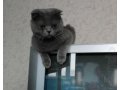 Предлогаю для вязки шотландского вислоухого (Scottish Fold) котика в городе Юрга, фото 4, Кемеровская область