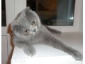 Предлогаю для вязки шотландского вислоухого (Scottish Fold) котика в городе Юрга, фото 6, Обмен