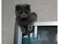 Предлогаю для вязки шотландского вислоухого (Scottish Fold) котика в городе Юрга, фото 8, стоимость: 0 руб.